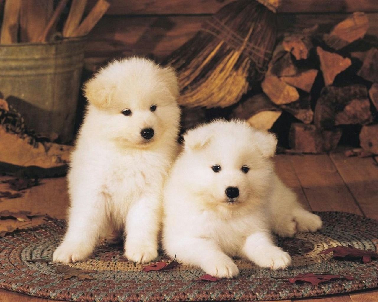 Akita Inu Puppies